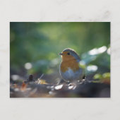 Robin Natuur Foto Briefkaart (Voorkant)