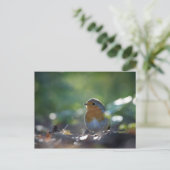 Robin Natuur Foto Briefkaart (Staand voorkant)