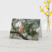 Robin natuur foto kaart (Gele Bloem)