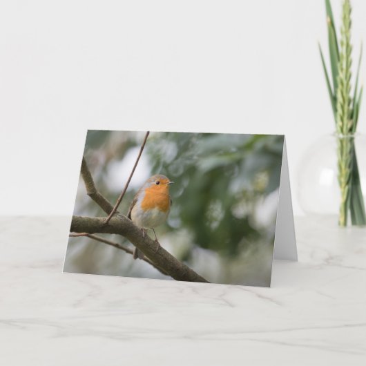 Robin natuur foto kaart (Voorkant)