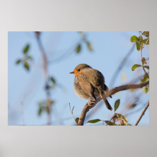 Robin Natuur Foto Poster (Voorkant)