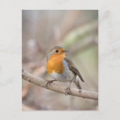 Robin Natuur Photo Briefkaart (Voorkant)