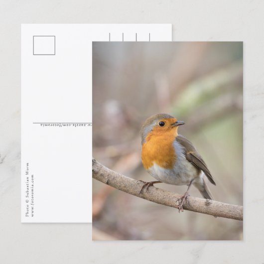 Robin Natuur Photo Briefkaart (Voorkant / Achterkant)