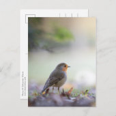 Robin Natuur Photo Briefkaart (Voorkant / Achterkant)