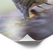 Robin Natuur Photo Foto Afdruk (Hoek)