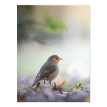 Robin Natuur Photo
