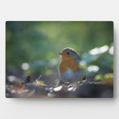Robin Natuur Photo Fotoplaat (voorkant)