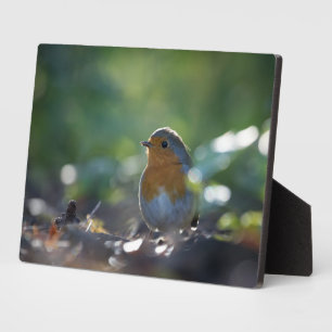 Robin Natuur Photo Fotoplaat