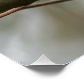 Robin Natuur Photo Perfect Poster (Hoek)