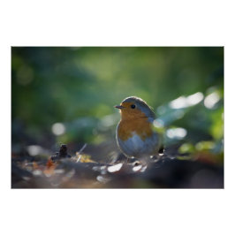 Robin Natuur Photo Perfect Poster