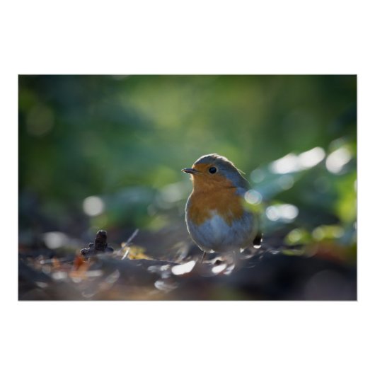 Robin Natuur Photo Perfect Poster (Voorkant)