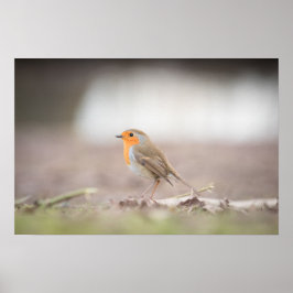 Robin Natuur Photo Poster