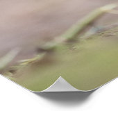 Robin Natuur Photo Poster (Hoek)