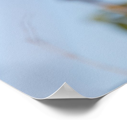 Robin Natuur Photo Poster (Hoek)