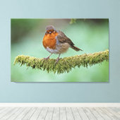 Robin neergestreken op een met mos bedekte tak canvas afdruk (Insitu (Houten vloer))