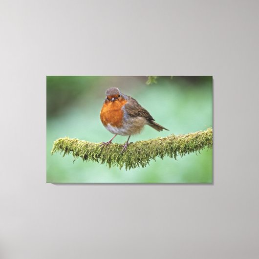 Robin neergestreken op een met mos bedekte tak canvas afdruk (Voorkant)