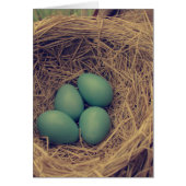 Robin Nest en Eggs (Voorkant)
