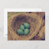 Robin Nest en Eggs Briefkaart (Voorkant / Achterkant)
