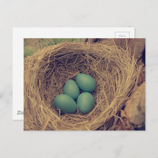Robin Nest en Eggs Briefkaart (Voorkant / Achterkant)