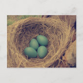 Robin Nest en Eggs Briefkaart (Voorkant)