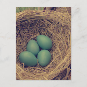Robin Nest en Eggs Briefkaart