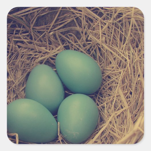 Robin Nest en Eggs Vierkante Sticker (Voorkant)