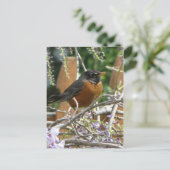 Robin On Branch Briefkaart (Staand voorkant)