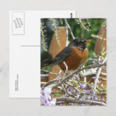 Robin On Branch Briefkaart (Voorkant / Achterkant)