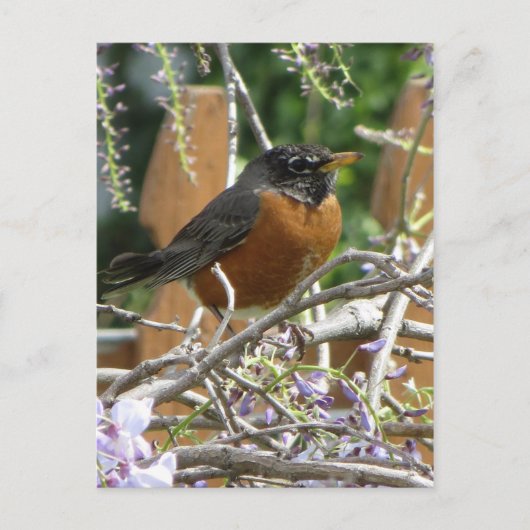 Robin On Branch Briefkaart (Voorkant)
