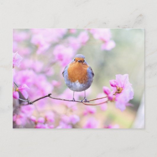 Robin on Branch Briefkaart (Voorkant)