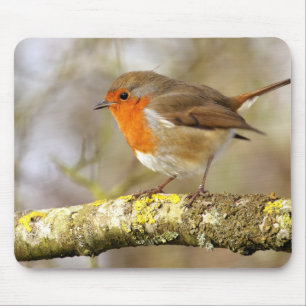 Robin on Branch Muismat