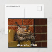 Robin on Nest Briefkaart (Voorkant / Achterkant)