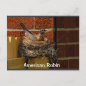 Robin on Nest Briefkaart (Voorkant)