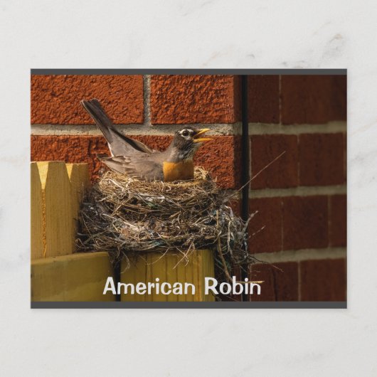 Robin on Nest Briefkaart (Voorkant)