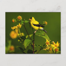 Robin on Nest Briefkaart