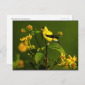 Robin on Nest Briefkaart (Voorkant / Achterkant)