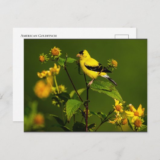 Robin on Nest Briefkaart (Voorkant / Achterkant)