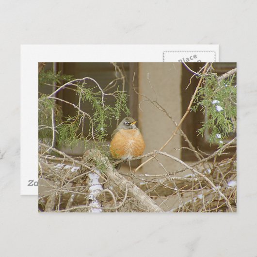 Robin On Snowy Juniper Briefkaart (Voorkant / Achterkant)