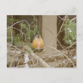 Robin On Snowy Juniper Briefkaart (Voorkant)