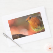 Robin op een filiaal rechthoekige sticker (Envelop)