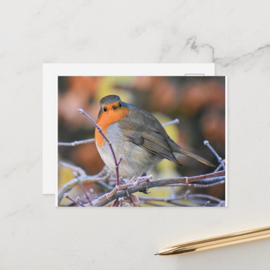 Robin op een Frosty Twig Briefkaart (Voorkant / Achterkant in situ)