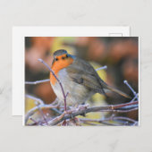Robin op een Frosty Twig Briefkaart (Voorkant / Achterkant)