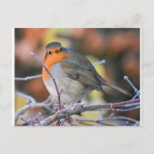 Robin op een Frosty Twig Briefkaart (Voorkant)