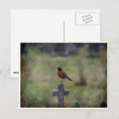 Robin op een kruis briefkaart (Voorkant / Achterkant)