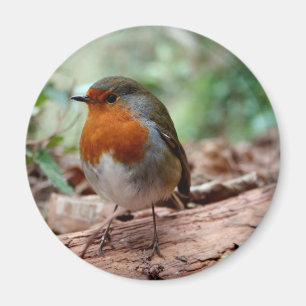 Robin op een Limb Magneet