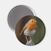 Robin op Post Magnet (Voorkant / Achterkant)