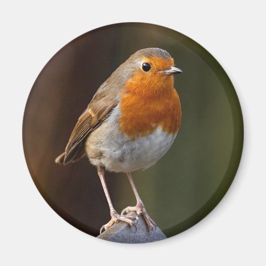 Robin op Post Magnet (Voorkant)