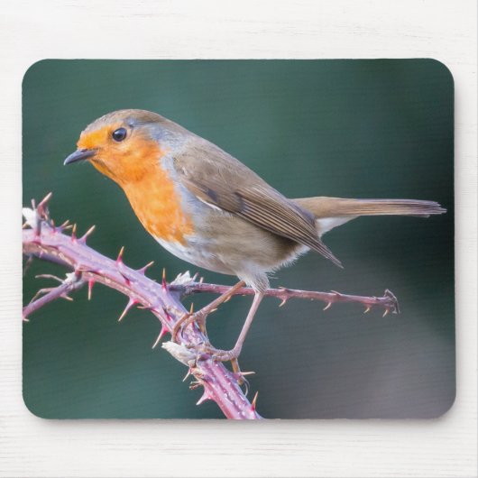 Robin Perched op een Blackberry Branch Muismat (Voorkant)