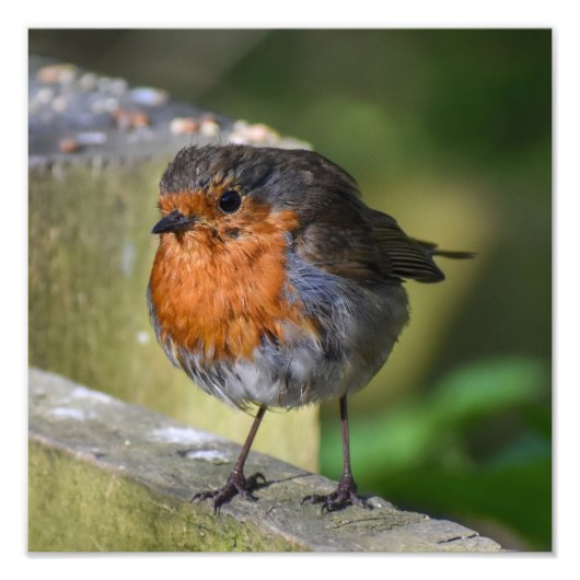 Robin Perched op een hek Foto Afdruk (Voorkant)