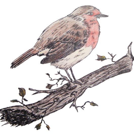 Robin perched op visblad wilde vogel kinder schort